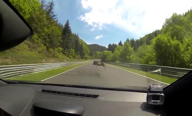 Vídeo 1: Renault Mégane RS contra ciervo
